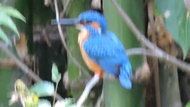 kingfisher 2 HD nikon p530 BIRDS OF BENGAL смотреть онлайн