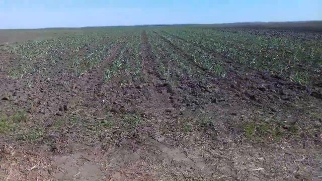 Подкормка чеснока Вымпел 2 . смотреть онлайн