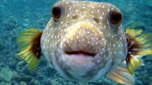 15 ИНТЕРЕСНЫХ ФАКТОВ О РЫБАХ