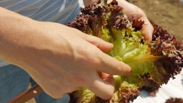 Необычные листовые салаты смотреть онлайн