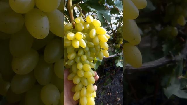 Кишмиш Столетие смотреть онлайн