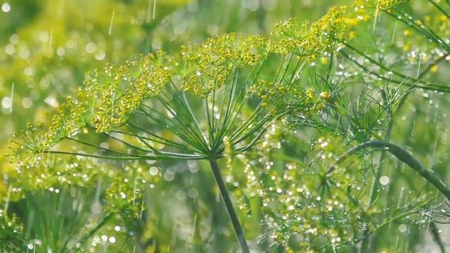 Красивая музыка Сергей Грищук! Сборник самых невероятно красивых, трогает до глубины души