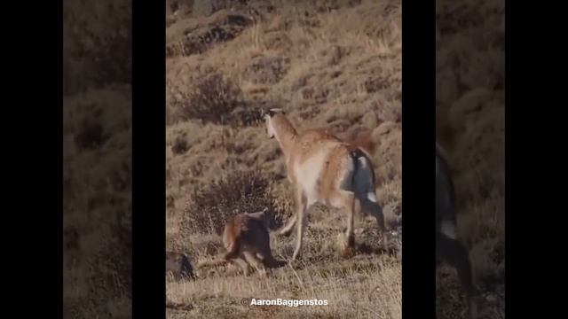 Avcıları Alt Eden Avlar смотреть онлайн