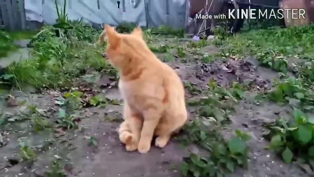 Амура похитили инопланетяне! смотреть онлайн