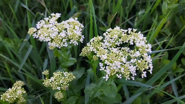 Сура "Мухаммад ". Чтец Мухаммад аль - Люхайдан. смотреть онлайн