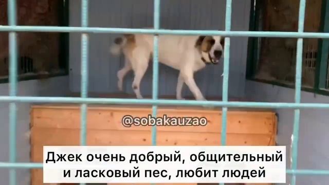 Джек ищет дом! Приют «Щербинка» SOBAKA-UZAO.RU смотреть онлайн