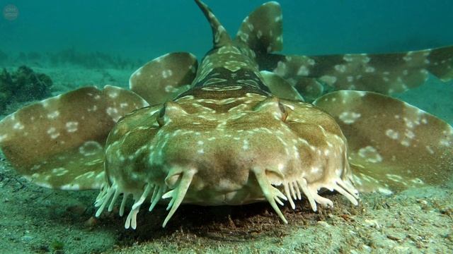 Wobbegong shark - strangest ambush predators with shaggy beard смотреть онлайн