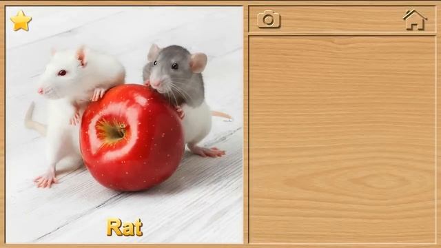 Animal Sounds - Jigsaw Puzzles For Kids (English)