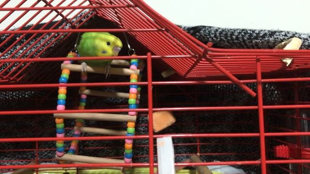 Волнистик высоко сижу высоко гляжу #волнистик#попугай смотреть онлайн