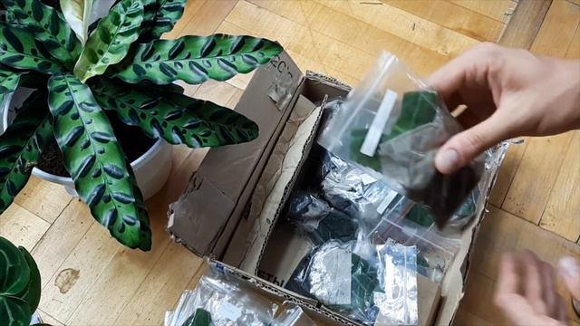 Распаковка посылки с глоксиниями смотреть онлайн