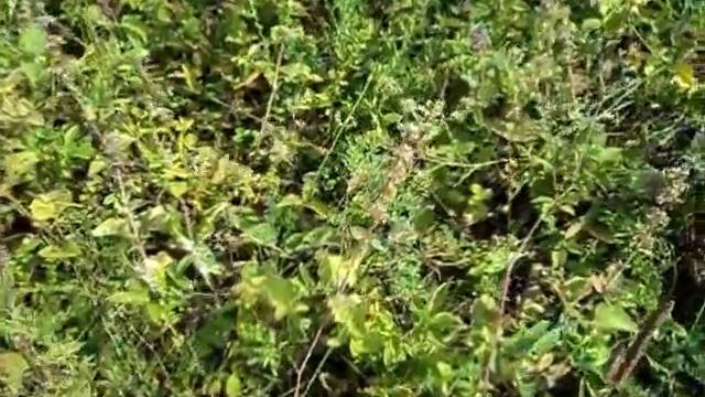 Пасека. Спаривание матки с трутнями смотреть онлайн