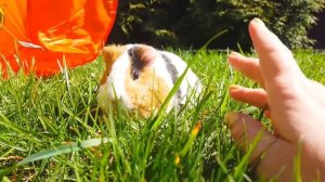 24 Часа в Одном Цвете в Походе Глазами Свинки Блогера! Свинка Бузя - Часть 2