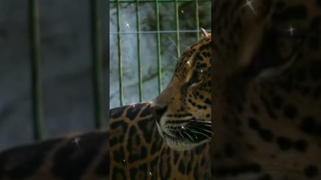Великолепные и могущественные ягуары. #shorts смотреть онлайн