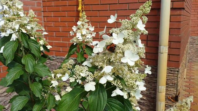 🦋💮🐝Гортензия и бабочки. смотреть онлайн