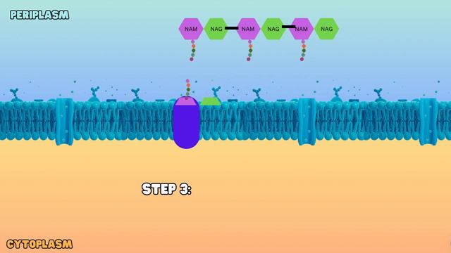 The Vital Role and Build Up of The Bacterial Cell Wall смотреть онлайн