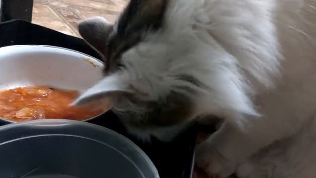 Кот ест лапой борщ.