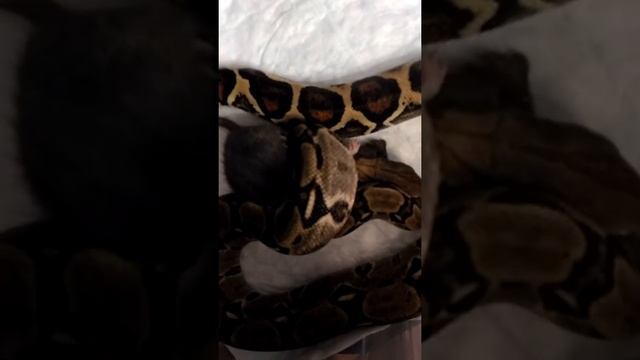 Императорский удав за трапезой смотреть онлайн