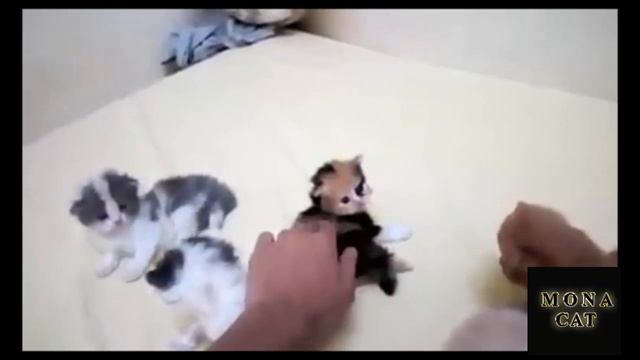 Evidence of cats worms 🐛🐛🐛|How to Check Cats for Worms ? смотреть онлайн