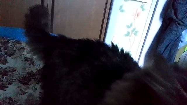 Кот Марс. Снова побегушки и ласковые мурлыки. смотреть онлайн