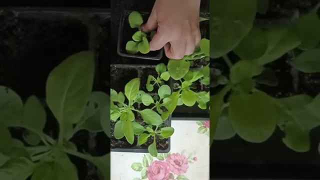 Перевалка, пересадка и пикировка петуний смотреть онлайн