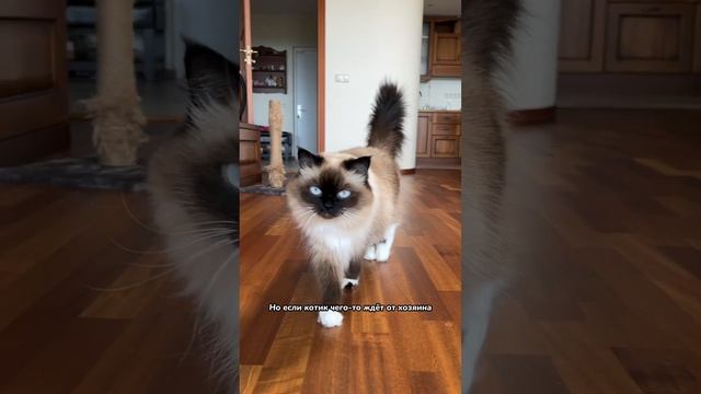 Почему кошка не отзывается, когда ее зовут смотреть онлайн