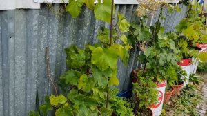 Виноград в Сибири. Сорта, уход, ошибки.