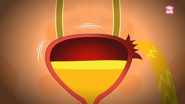 What If You Hold Your Urine For Too Long? | How Urinary System Works? | The Dr Binocs Show For Kids смотреть онлайн