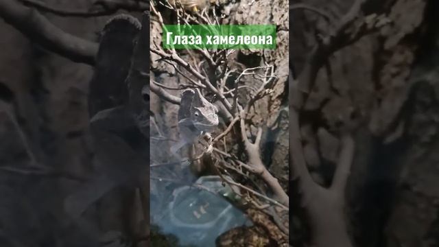 Глаза хамелеона - очень интересные) смотреть онлайн