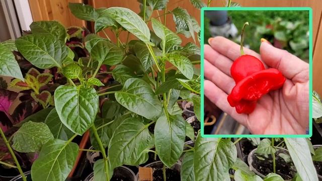 РАССАДА РАСТЕТ, А РОЗЫ ЗАМЕРЗАЮТ смотреть онлайн