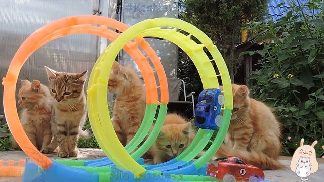#Kittens Toy Cars dancing tango Машинки танцуют танго Котята Кукушка #Koshlandia смотреть онлайн