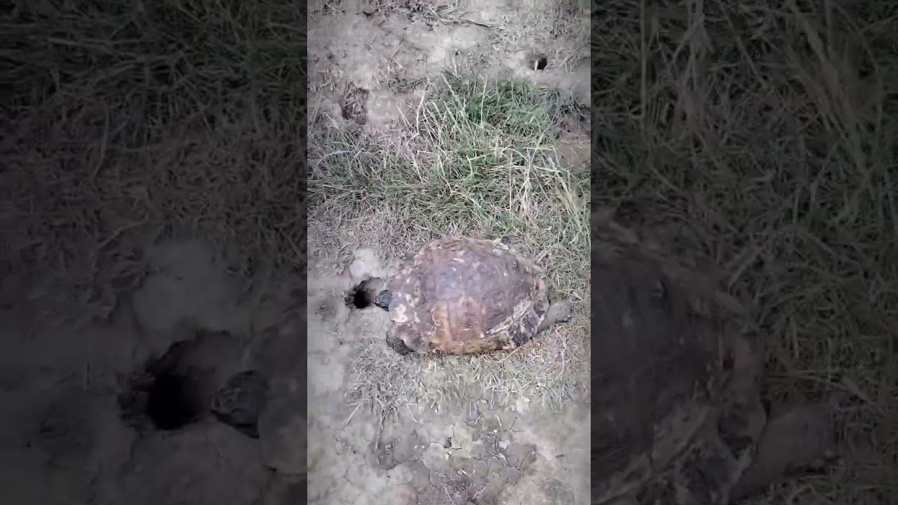 фауна #Дагестан #черепаха
