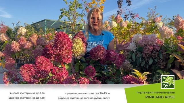 Гортензия Пинк энд Роуз: яркий конкурент Ванилы Фрайз и Самарской Лидии смотреть онлайн