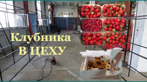 (Смотреть!) Стройка цеха и состояние клубники ! Как дела у шмелей ?