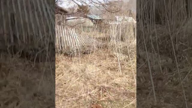Клиновая смотреть онлайн