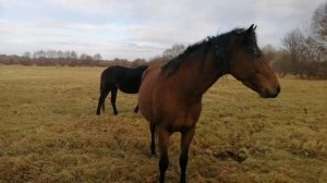 Лошади // табун лошадей татарской породы///