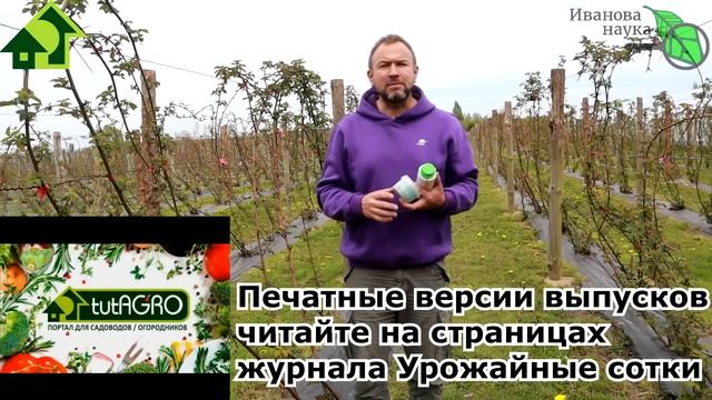 ОПАСНАЯ БОЛЕЗНЬ МАЛИНЫ и ЕЖЕВИКИ: безопасная борьба без рисков и побочки. смотреть онлайн