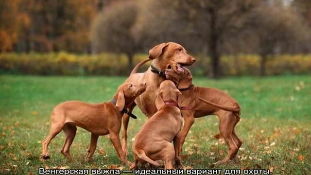 Венгерская выжла: описание легавой породы собак смотреть онлайн