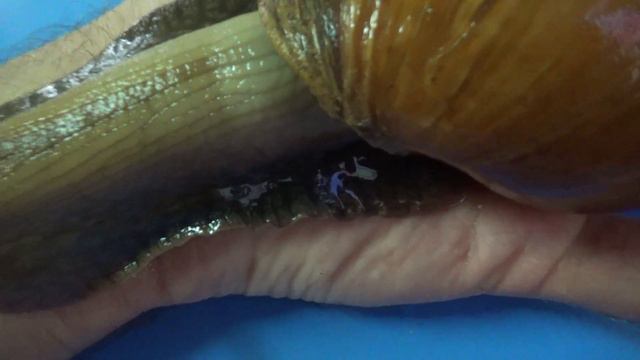 УЛИТКА ГИГАНТ, ЗНАКОМЬТЕСЬ ТУРБО! :) смотреть онлайн