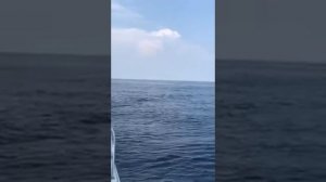 Белая акула в Приморском крае, остров Русский. 02.07.2017