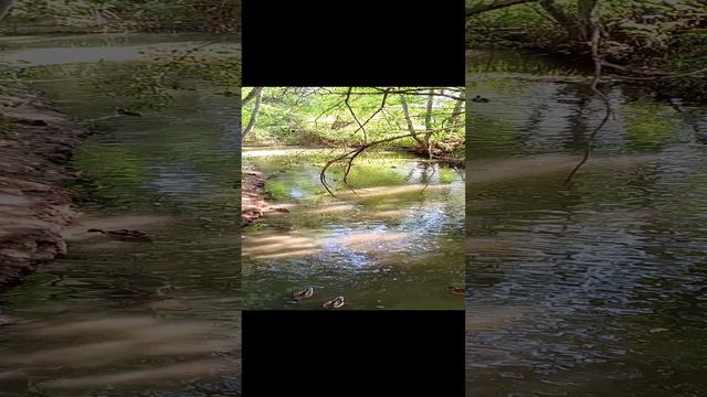 Уточки в сентябре