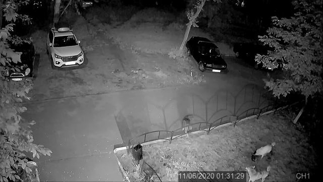 Бродячие собаки напали на кошку (жуткое видео) смотреть онлайн