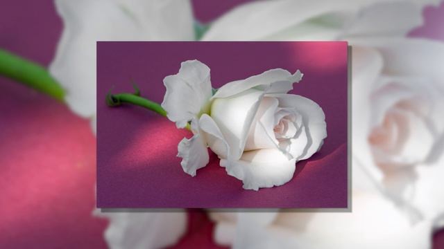 Душистые вещества для парфюмерии Как создать аромат розы в парфюмерии и косметике смотреть онлайн