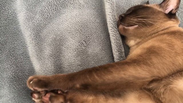 Is the Burmese the right cat for you? смотреть онлайн