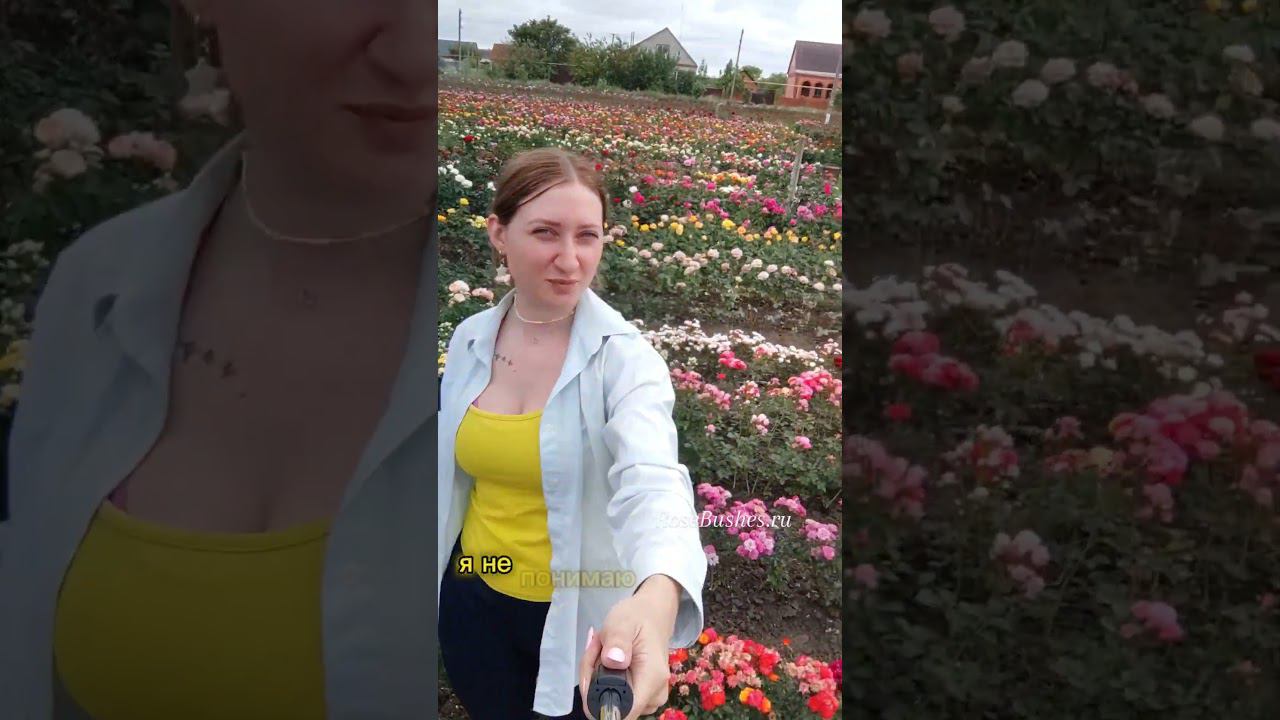 Зацвели первые красотки RoseBushes.ru смотреть онлайн