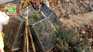 Розмарин в открытом грунте: 7 декабря обрезка и укрытие на зиму. Как сохранить розмарин в мороз?