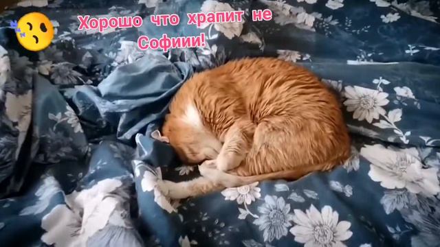 Не кошачий храп смотреть онлайн