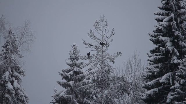 глухари кормятся смотреть онлайн