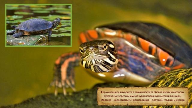 Самые интересные факты о черепахах для любознательных The most interesting facts about turtles смотреть онлайн