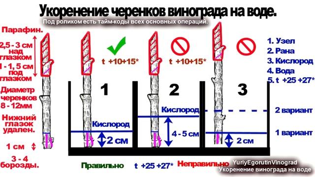 ? Укоренение черенков винограда на воде. Вся теориия 100% мощного укорения черенков винограда. смотреть онлайн