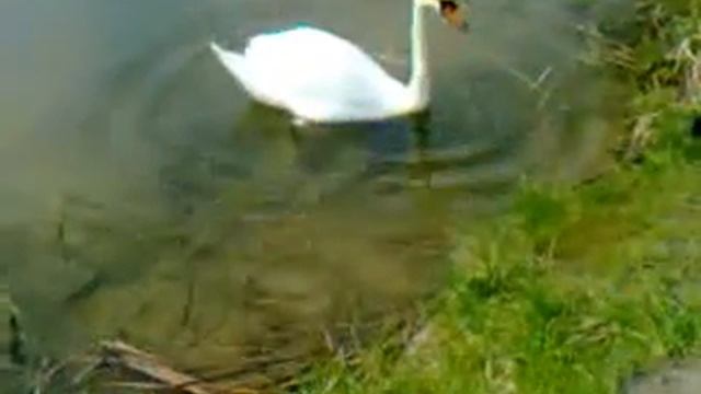 Лебедь на пруду смотреть онлайн